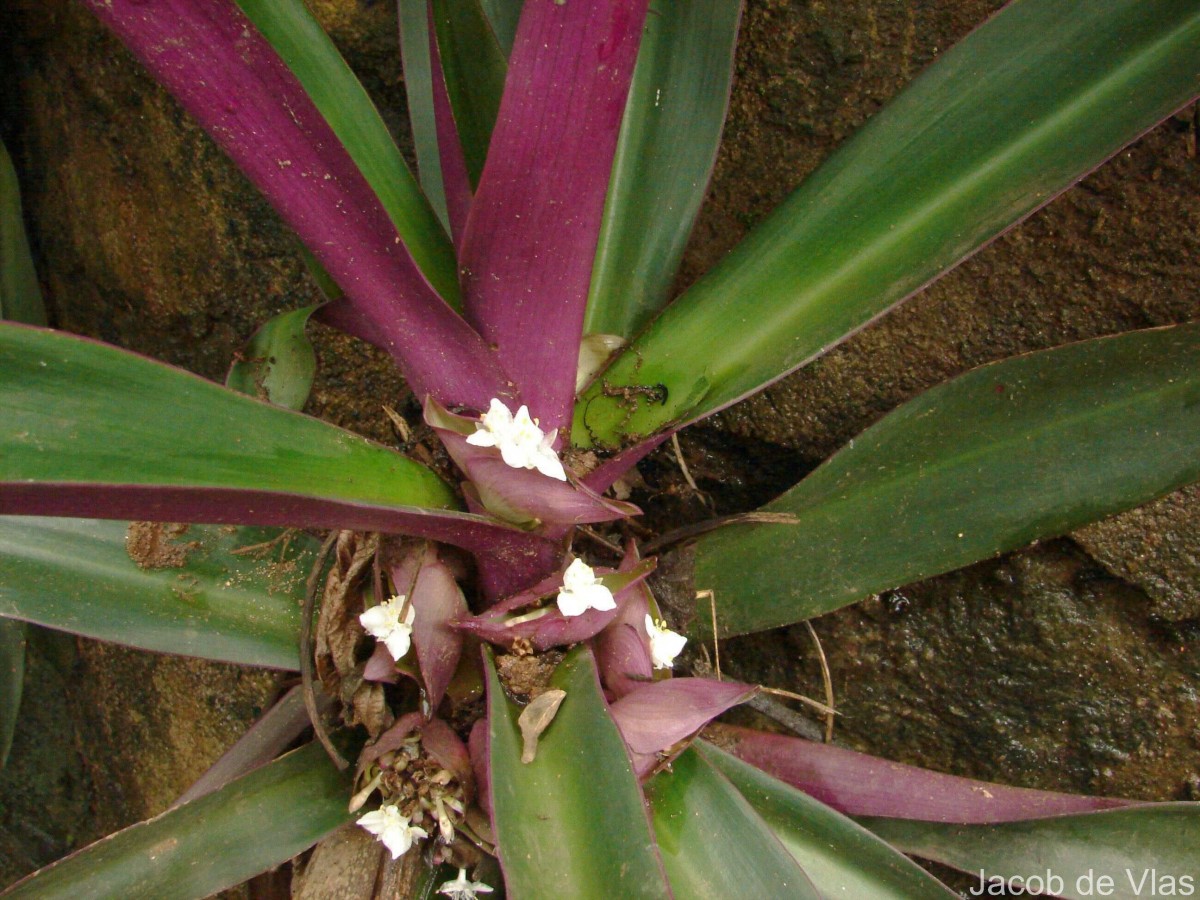 Tradescantia pallida (Rose) D.R.Hunt